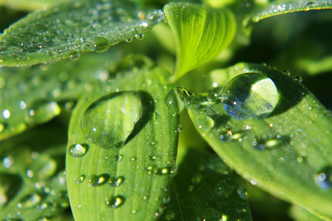 macro-213985_1280